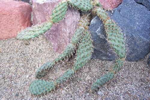 opuntia linguiformis